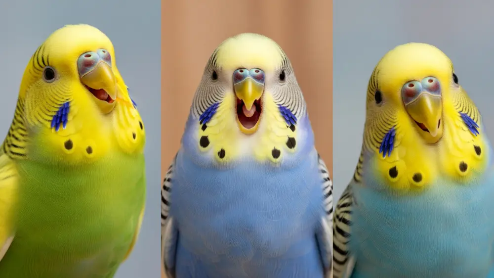 嬉しい時、怒った時など感情ごとに異なる鳴き方をするセキセイインコ