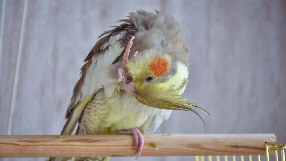オカメインコに最適な飼育環境が整った清潔なケージの様子