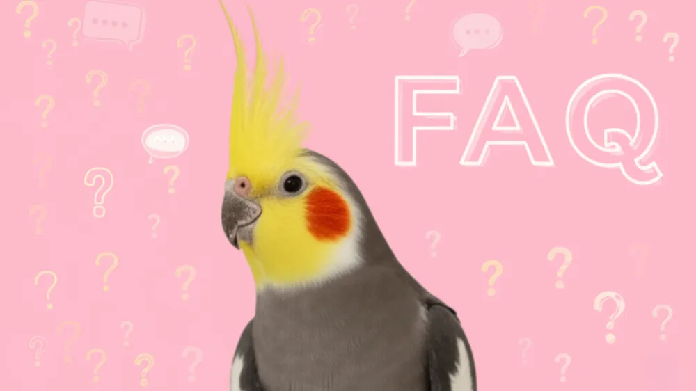 オカメインコノーマルに関するよくある質問に答えるインフォグラフィック。寿命や値段、性格についての疑問を解消。