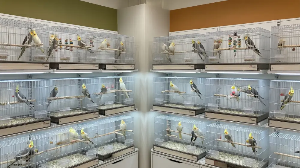 ペットショップのオカメインココーナーの画像