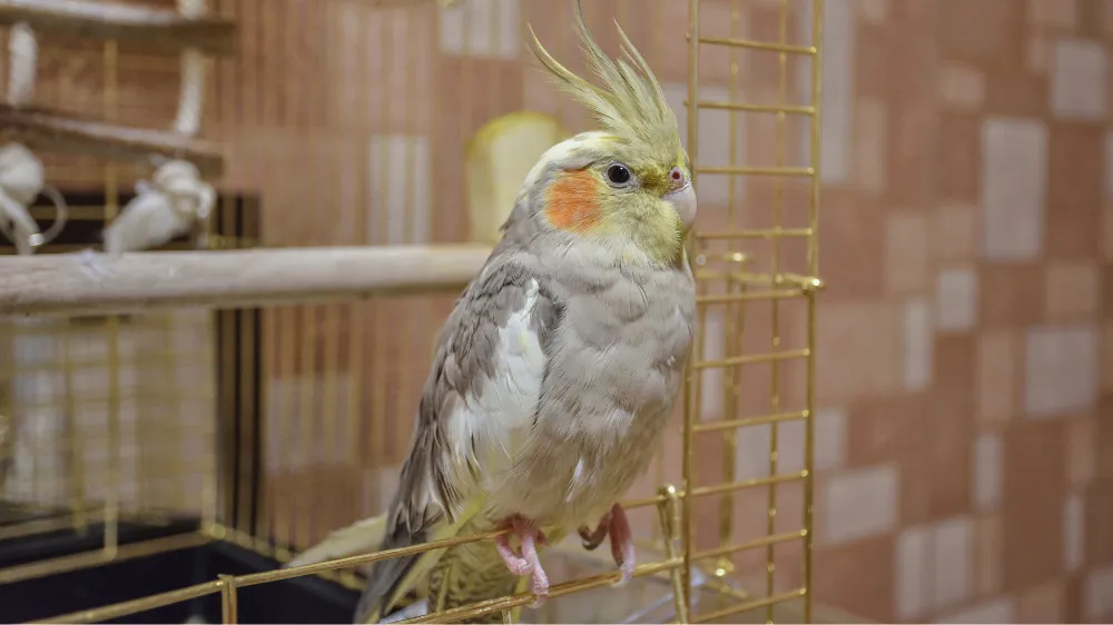 現代的なマンション環境でオカメインコを飼育している様子