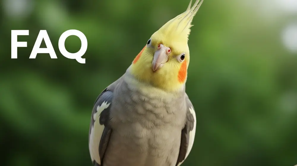 オカメインコのドヤ顔に関するFAQ