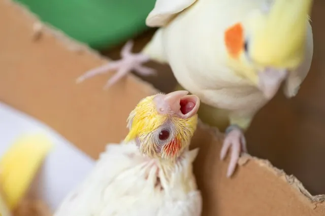 オカメインコの雛が成長する週齢別ロードマップのイラスト