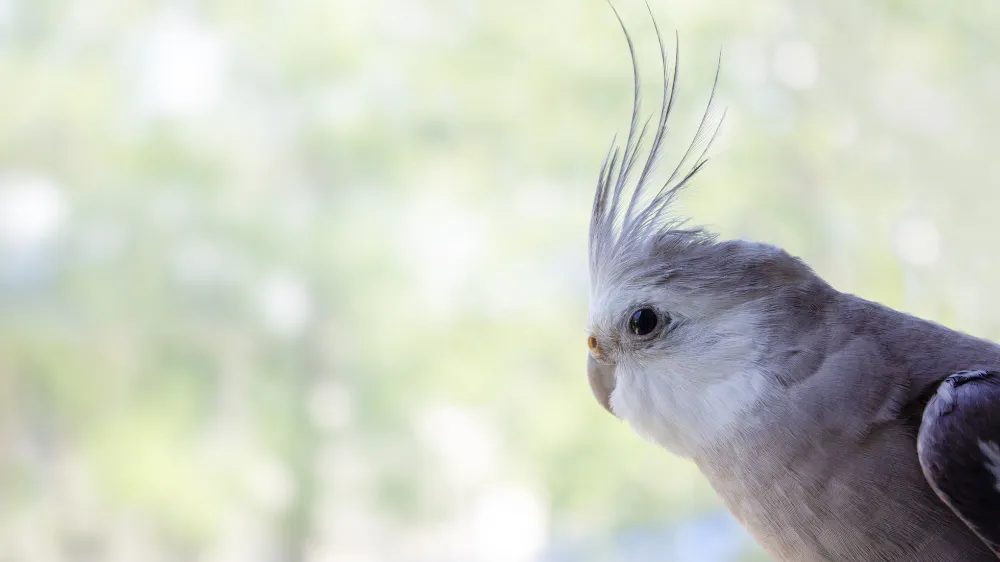 仲良く並んでこちらを見つめるオカメインコ・ホワイトフェイスのオスとメスのペア