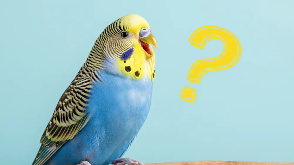 セキセイインコの鳴き声「キュッキュッ」に関するよくある質問（FAQ）に答えるイメージ画像。
