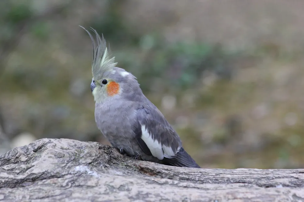 オカメインコノーマルメスの外見的特徴を示すグレーの羽色と頬の赤い斑点が見える美しい鳥の写真