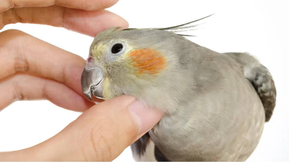 飼い主のそばで穏やかな表情を見せるメスのオカメインコノーマル。派手さはないが、一途な愛情で癒やしを与える存在。