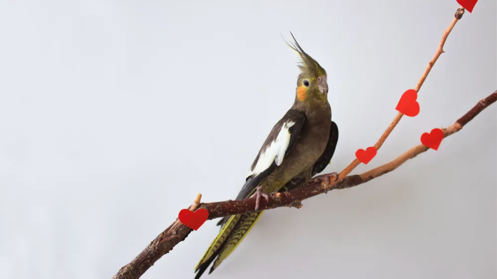 カレンダーとオカメインコを使い、年齢に合わせた発情管理と健康ケアの計画を示す画像