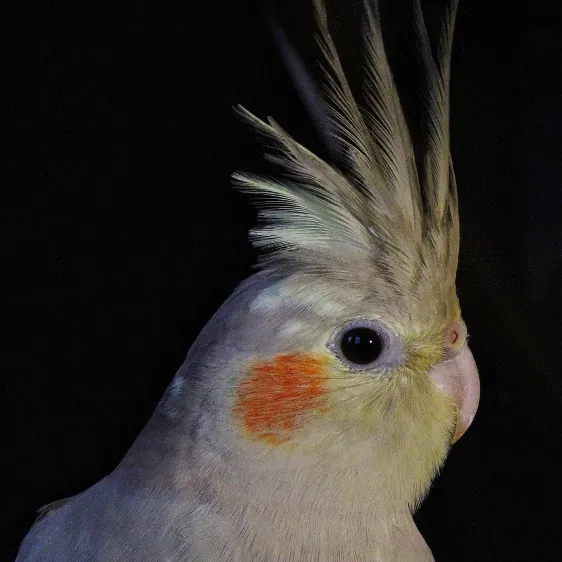 飼い主の肩にぴったりと寄り添うオカメインコノーマル。その愛情深さは「ベルクロバード」と呼ばれ、時に呼び鳴きなどの問題行動にも繋がる。