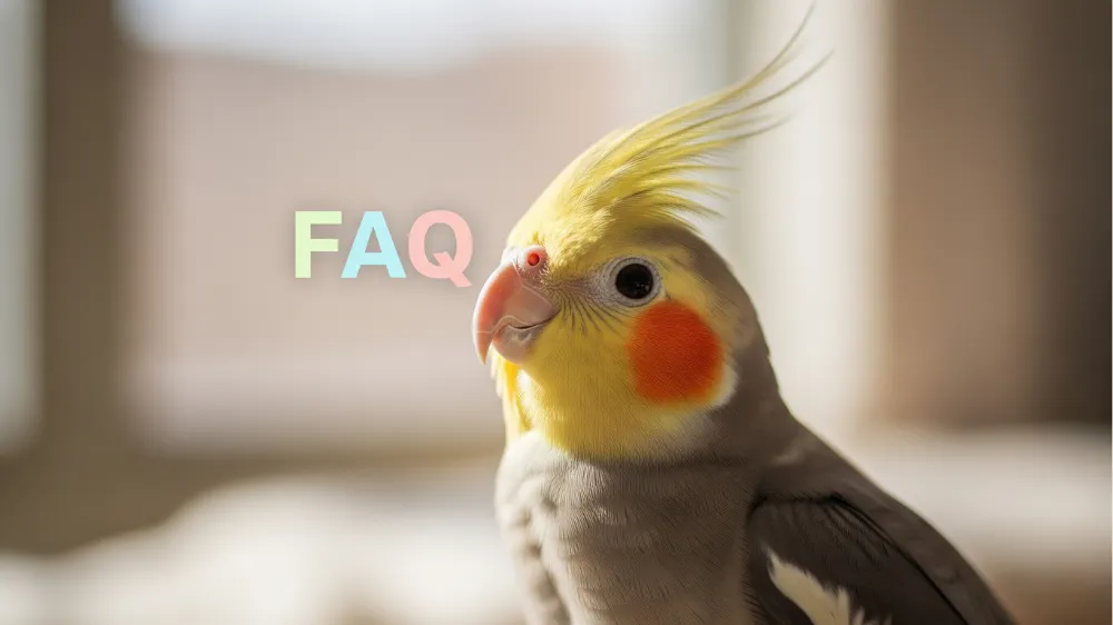 オカメインコと疑問符のイラスト