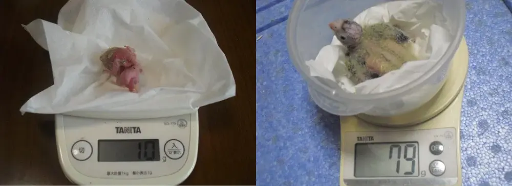 生まれたての小さなオカメインコの雛と、羽が生えそろってきた生後2週間の雛を並べた比較写真