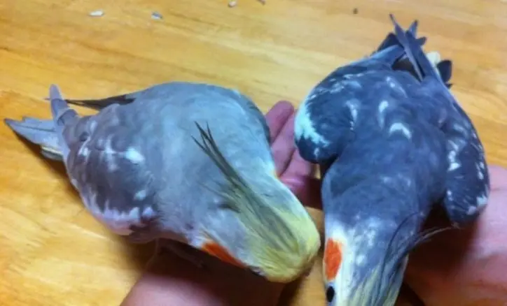 オス成鳥のパール模様の変化例。左のシナモンパールと右のノーマルパール、両方とも模様が消失している