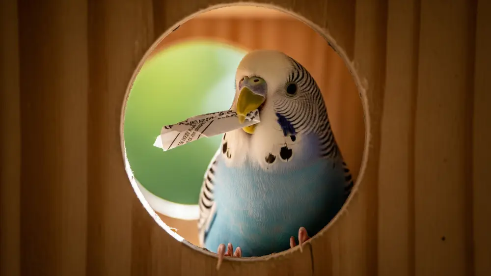 発情期のメスセキセイインコが巣作り行動をしながら興奮して鳴いている様子。紙片を口にくわえて集中した表情