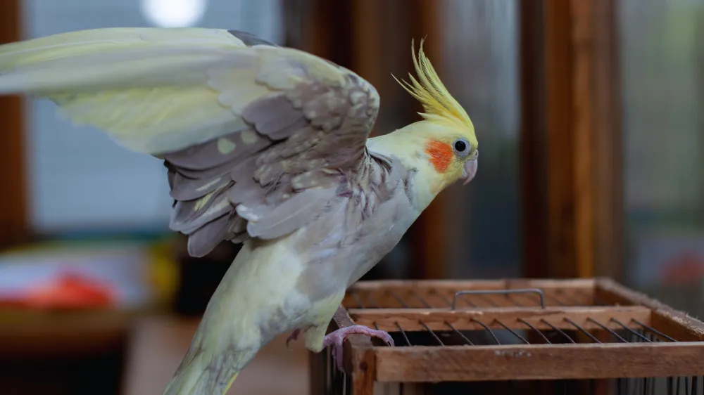 健康で活発なオカメインコが元気に過ごしている様子