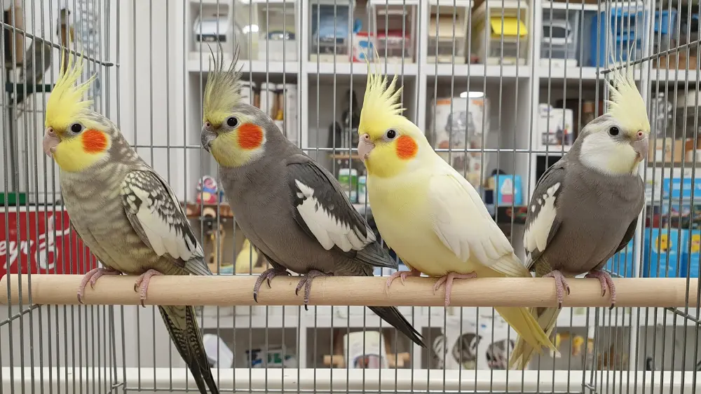 オカメインコの人気品種（ノーマルグレー、ルチノー、パール）の見た目の違いを比較するイラスト