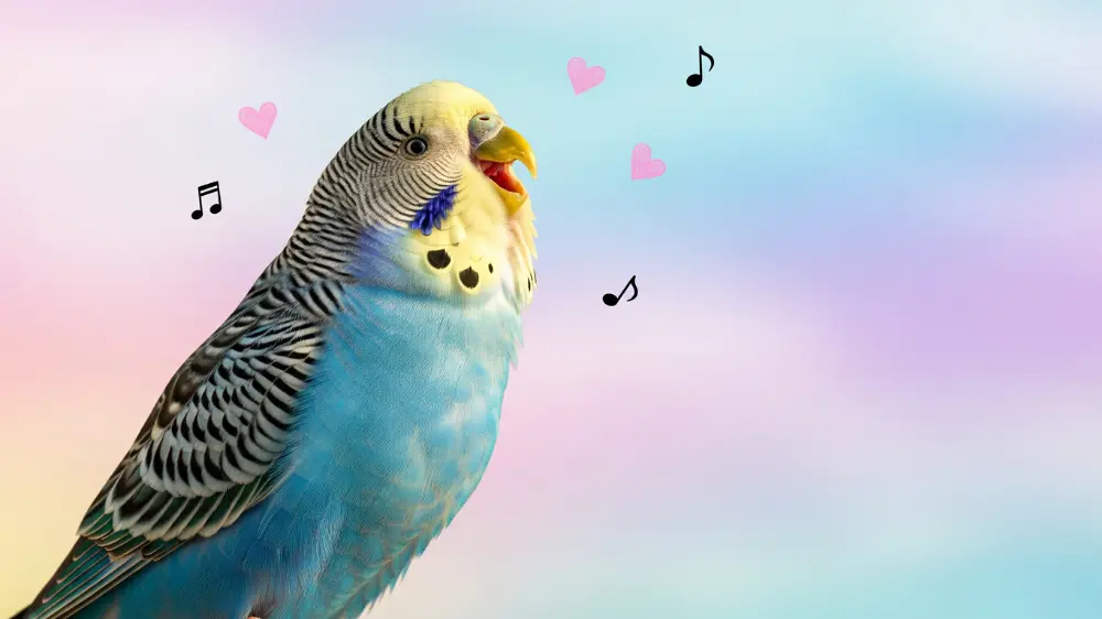 セキセイインコが発情期に声高らかにラブソングを歌っている画像