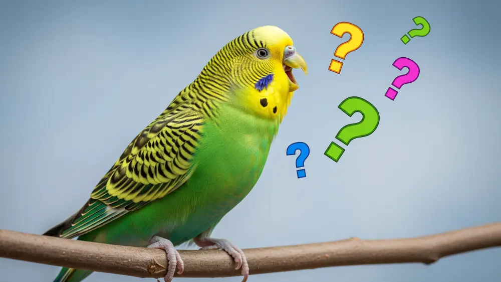 鳴き声の意味について疑問符が浮かんでいるセキセイインコのイメージ画像