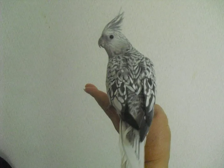 翼に優雅なレース模様を持つオカメインコ ホワイトフェイスパール