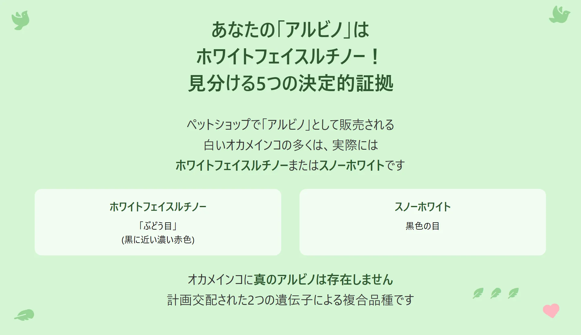 純白の羽毛が美しいオカメインコホワイトフェイスルチノー。その特徴である「ぶどう目」を判別する方法を図解しています。