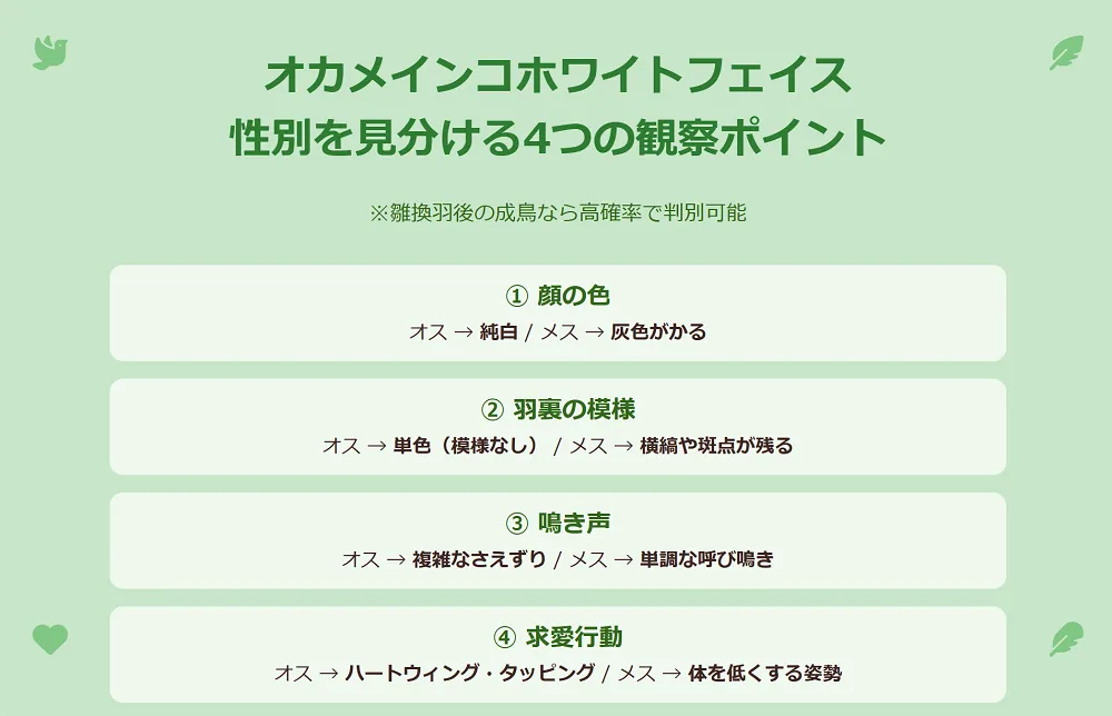 オカメインコホワイトフェイスの性別を見分ける4つのポイント(顔の色、羽の模様、鳴き声、行動)を示したインフォグラフィック