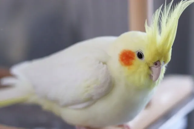 オカメインコの老鳥介護の始まり。飼い主の指を優しく見つめる16歳のピーちゃん。