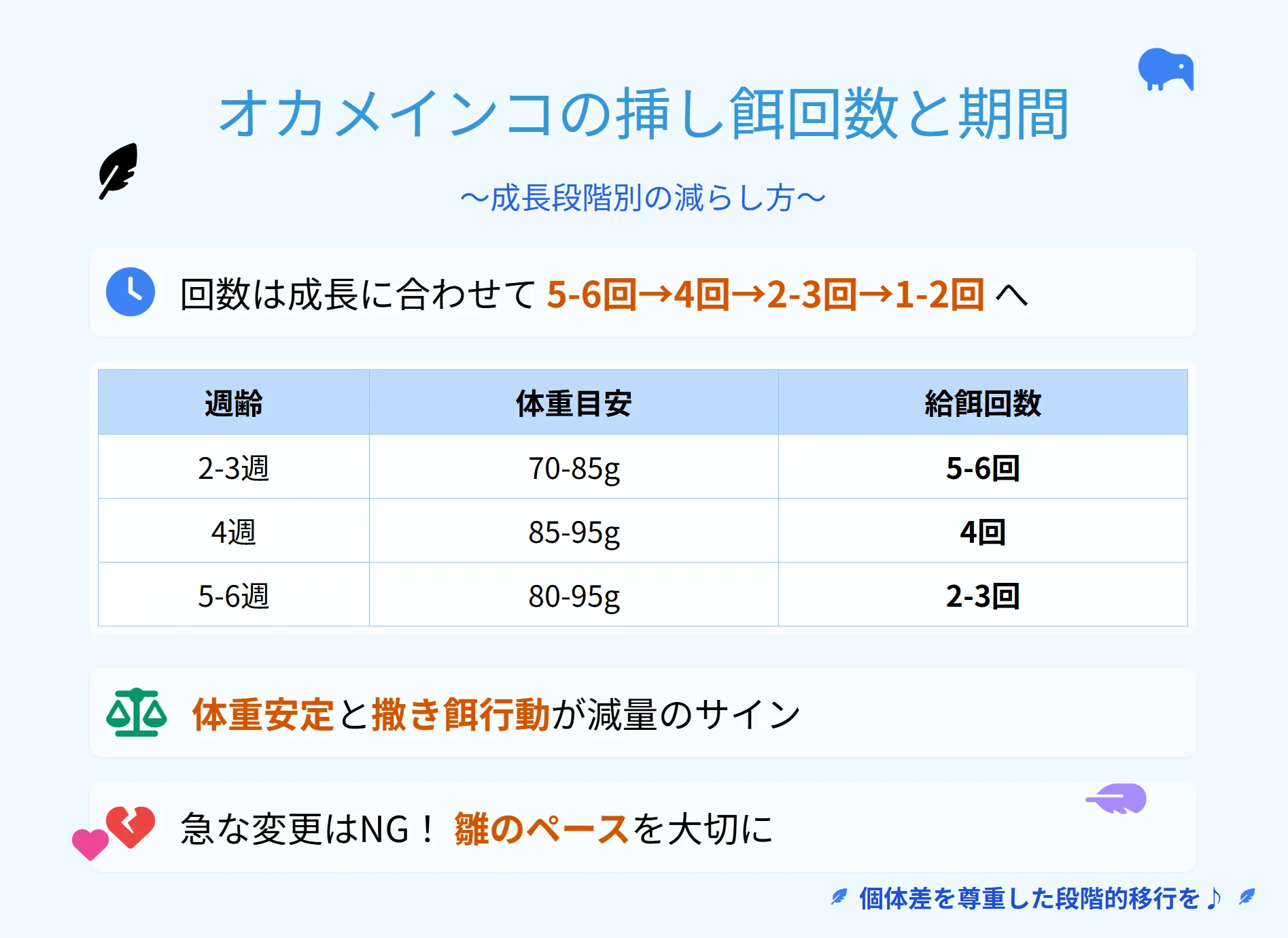 オカメインコの雛の成長段階を示すカレンダーと挿し餌のスケジュール
