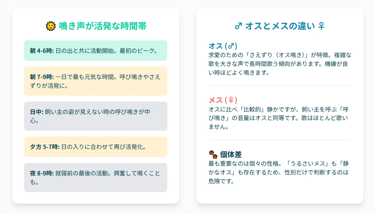 オカメインコの活発な時間帯を示す時計のインフォグラフィック。朝4時から夜9時まで鳴く可能性があることを図解。
