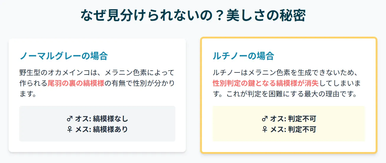 オカメインコの性別判定の違いを示すインフォグラフィック。野生型は顔色と尾羽の縞で判別できるが、ルチノーはどちらも黄色で判別困難。