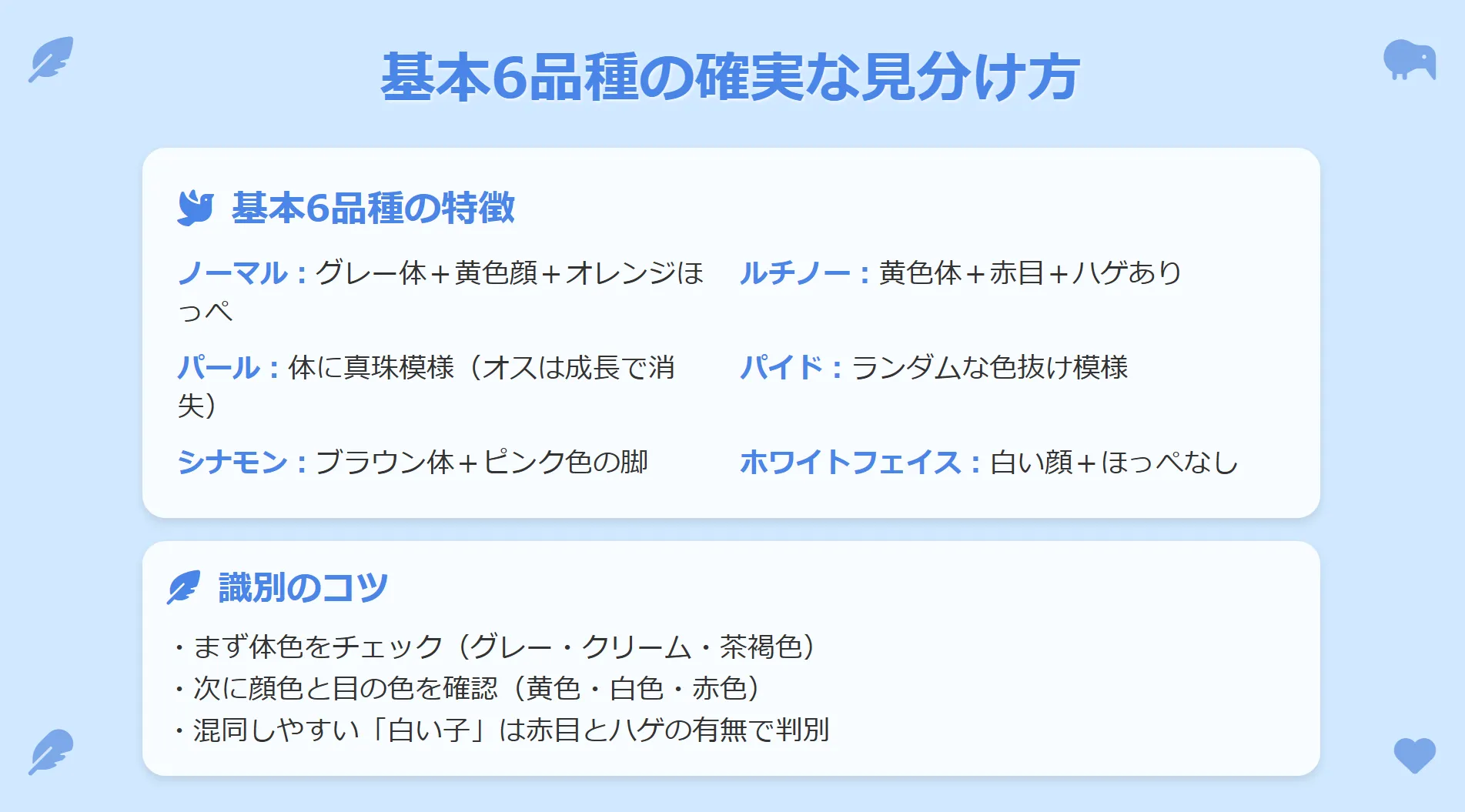 オカメインコの基本6品種（ノーマル、ルチノー、パール、パイド、シナモン、ホワイトフェイス）を比較するインフォグラフィック。