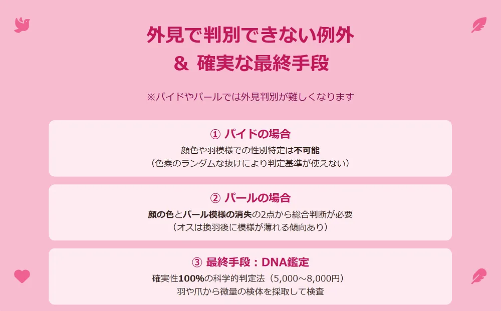 DNA鑑定のイメージと、外見での性別判定が難しいパイドやパールのオカメインコ