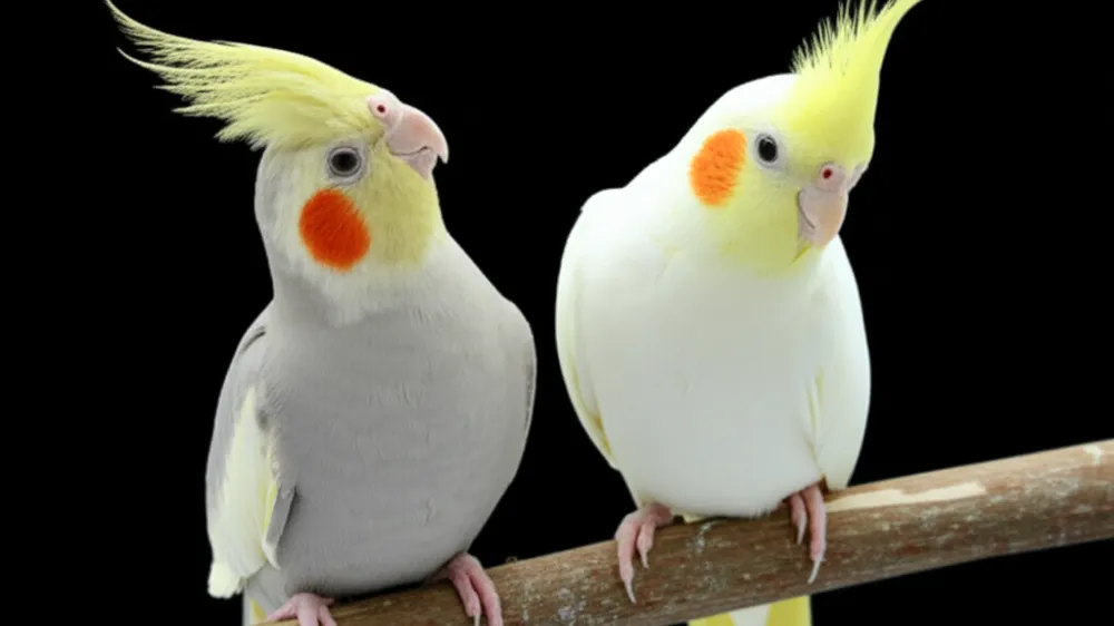 飼い主の指に優しく寄り添うレアカラーのオカメインコ。特別な絆と責任を象徴する画像。