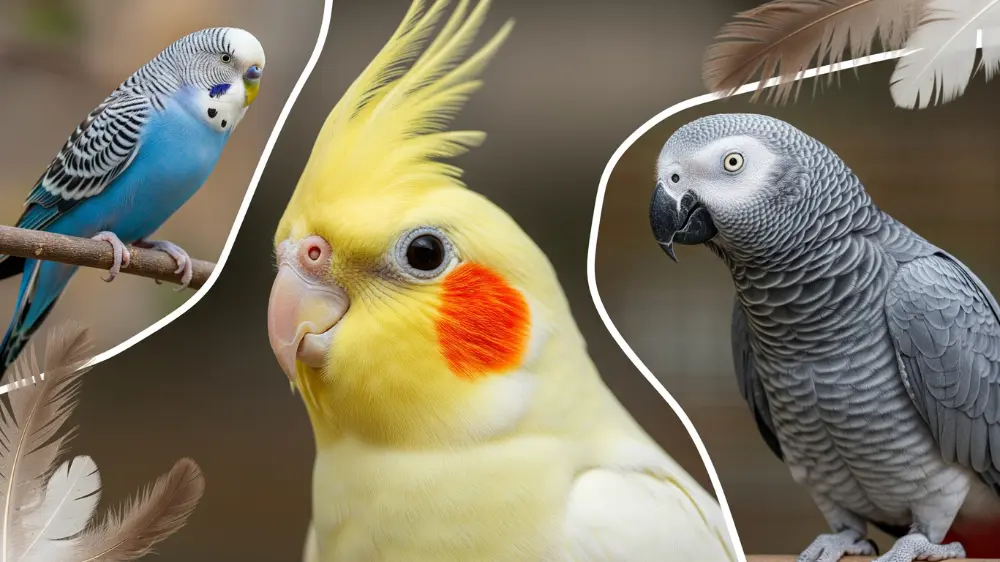 鳥の知能ランキングを示すイラスト。賢い鳥として知られるヨウム、オカメインコ、セキセイインコが比較されている。
