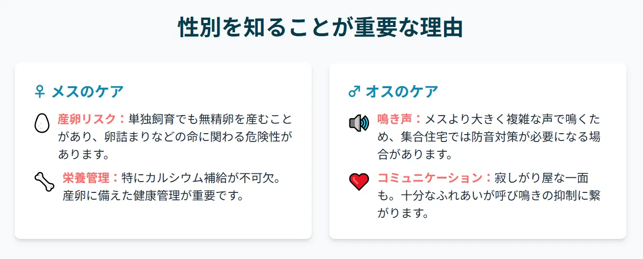 メスのオカメインコの健康管理を示すインフォグラフィック。カルシウム補給と適切な日照管理で卵詰まりを予防する。
