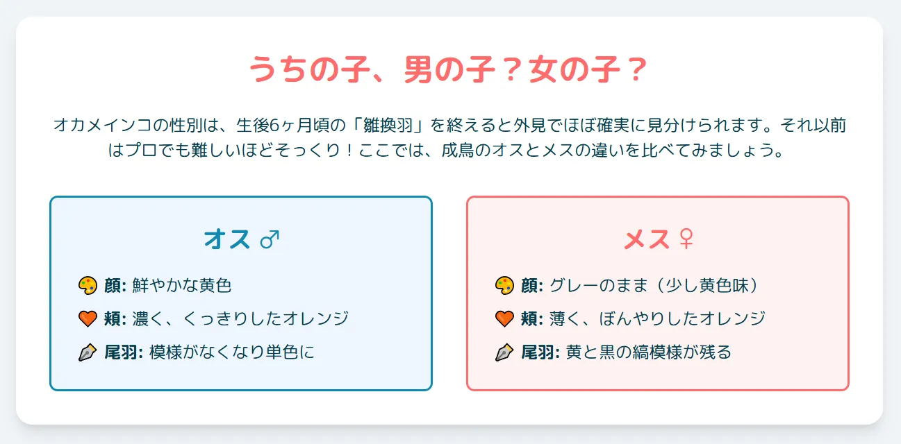 オカメインコノーマルメスの見分け方を図解。メスは顔がグレーでチークが薄く、尾羽の裏に黄色と黒の縞模様が残るのが特徴。