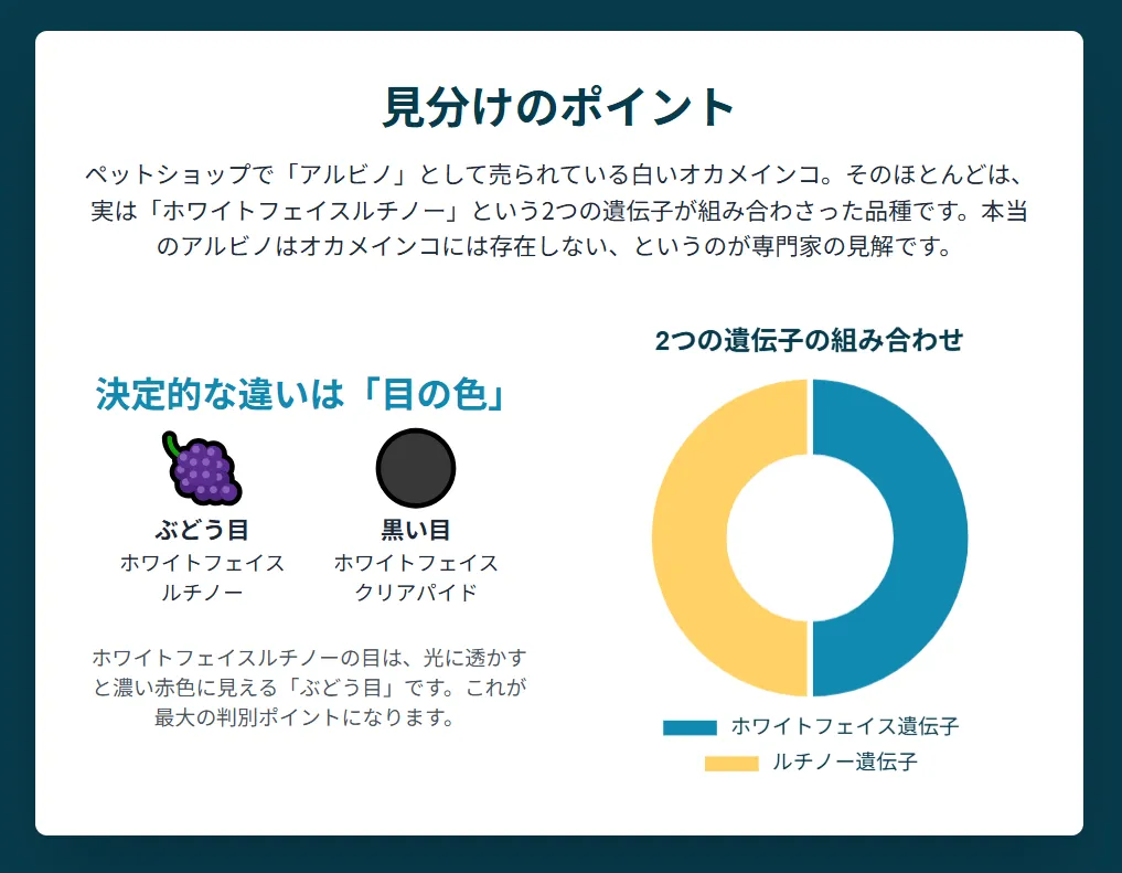 白いオカメインコの品種判定インフォグラフィック。ホワイトフェイスルチノーは「ぶどう目」で価格3万円から、クリアパイドは「黒目」で価格4万円からという違いを解説。
