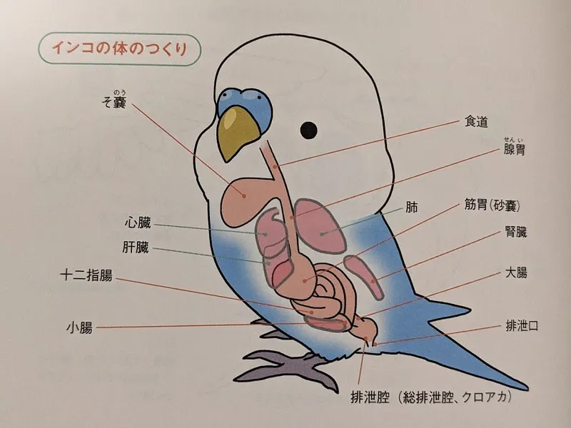 オカメインコのそのうの位置と状態の確認方法を図解したインフォグラフィック。食滞予防に不可欠なスキル。