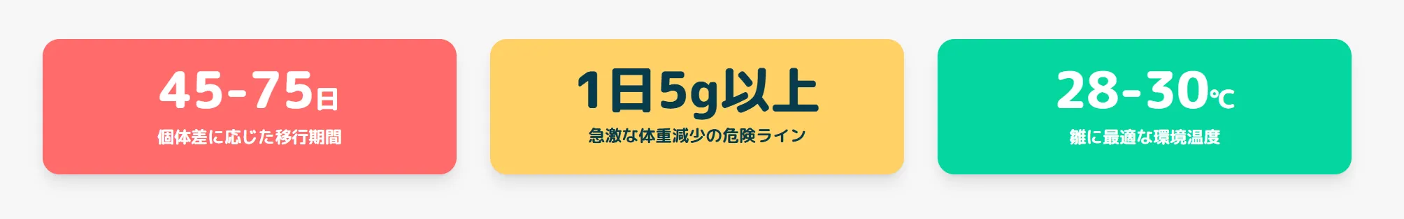一人餌の練習を始める準備ができた、健康的なオカメインコの雛