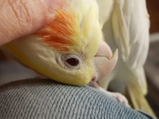 17歳から18歳の老鳥介護期間中、飼い主の肩で安心してくつろぐオカメインコのピーちゃん。