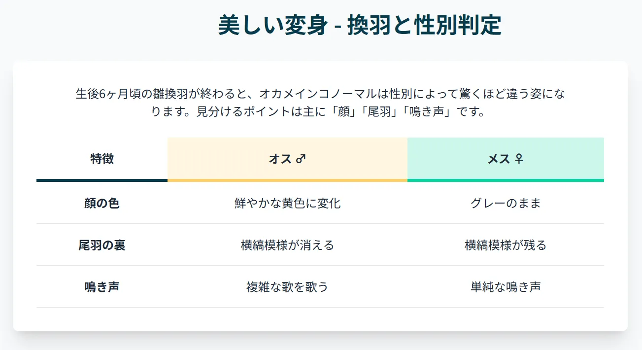 雛換羽期を経て美しい成鳥の羽に生え変わったオカメインコノーマル。この時期に性別による外見の違いが明確になる。