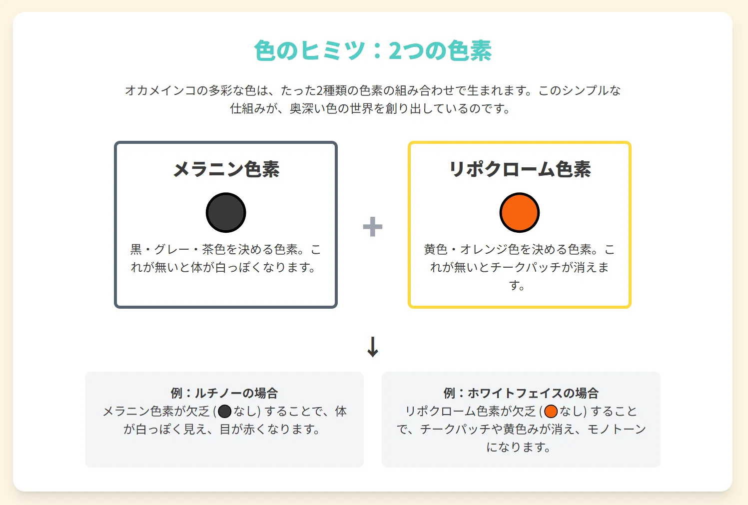オカメインコの色が決まる色素の仕組み。黒系のメラニン色素と黄色系のリポクローム色素の組み合わせで多彩な色が生まれることを解説。