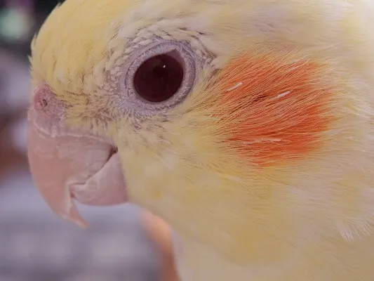 老鳥のオカメインコに見られる白内障の症状を示す目のアップ。瞳が白く濁っているのが分かる。