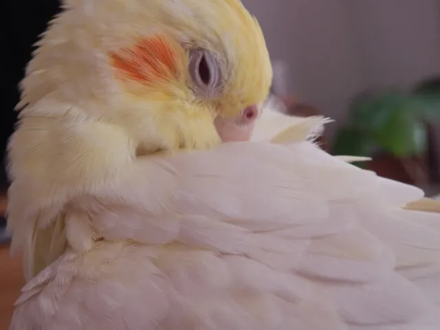 19歳になり、老鳥介護の最終段階に入ったピーちゃん。保温用のパネルヒーターに寄り添って眠っている。