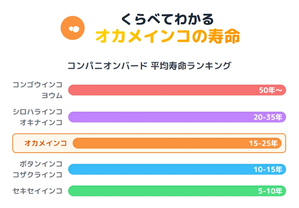 主要なインコの寿命をランキング形式で比較するインフォグラフィック。オカメインコは平均15〜25年で第4位に位置し、セキセイインコの倍以上長生きすることを示している。
