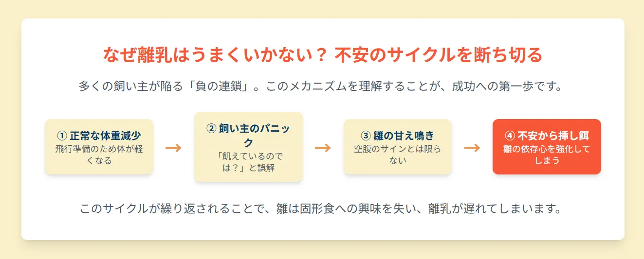 一人餌への移行がなかなか進まず、心配そうにオカメインコの雛を見つめる飼い主