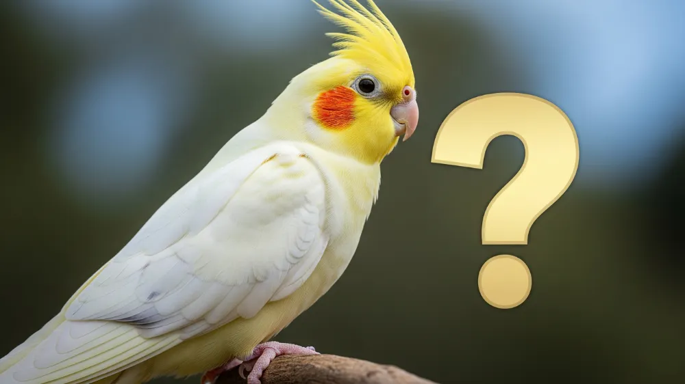 頭にはてなマークを浮かべて首をかしげる可愛いオカメインコ。知能に関する疑問を表現。