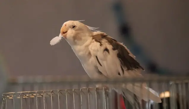 胸の羽が抜けている毛引き症のオカメインコ。頭頂部以外が抜ける場合は病気のサインであることを示す写真。
