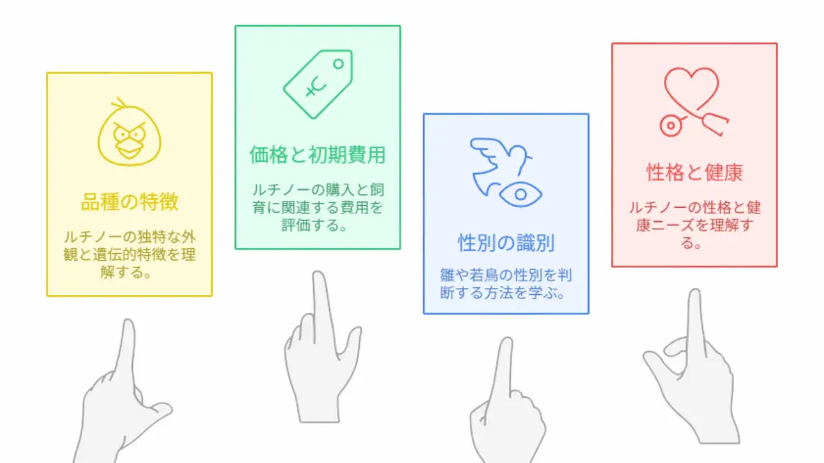 オカメインコルチノーの飼い方や値段、性格などを解説する記事のアイキャッチ画像。