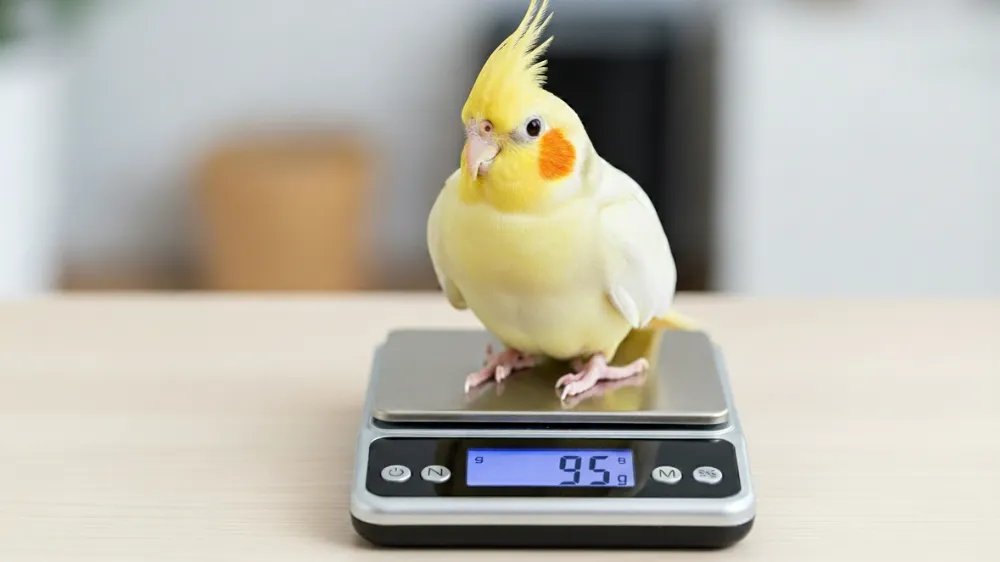 キッチンスケールで体重測定されるオカメインコルチノー。毎日80g〜120gの範囲にあるか確認することが病気の早期発見につながる。