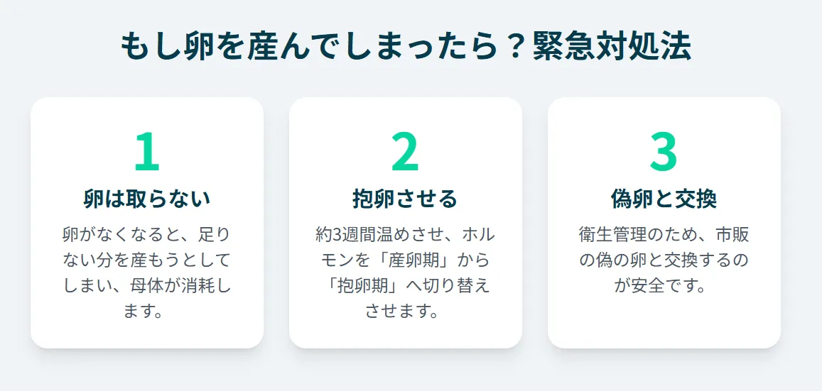 産卵してしまったメスのオカメインコと、その卵を偽卵に交換する正しい対処法の流れを示すイラスト