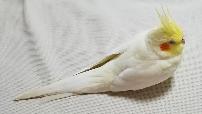 老鳥介護のきっかけとなった老化サインの一つ、睡眠時間の増加を示すオカメインコ。